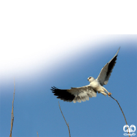 گونه کورکور بال سیاه Black-winged Kite